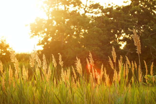 Sun shining on a field of wheat